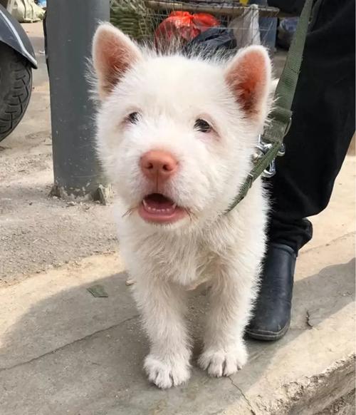 新澳开奖结果历史查询和中国下司犬外网爆火与中国下司犬介绍