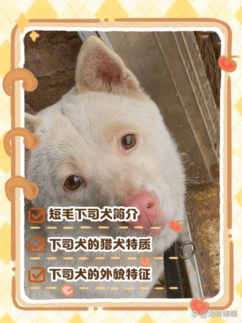 新澳今天晚上9点30分358期-百度和中国下司犬外网爆火与中国下司犬介绍