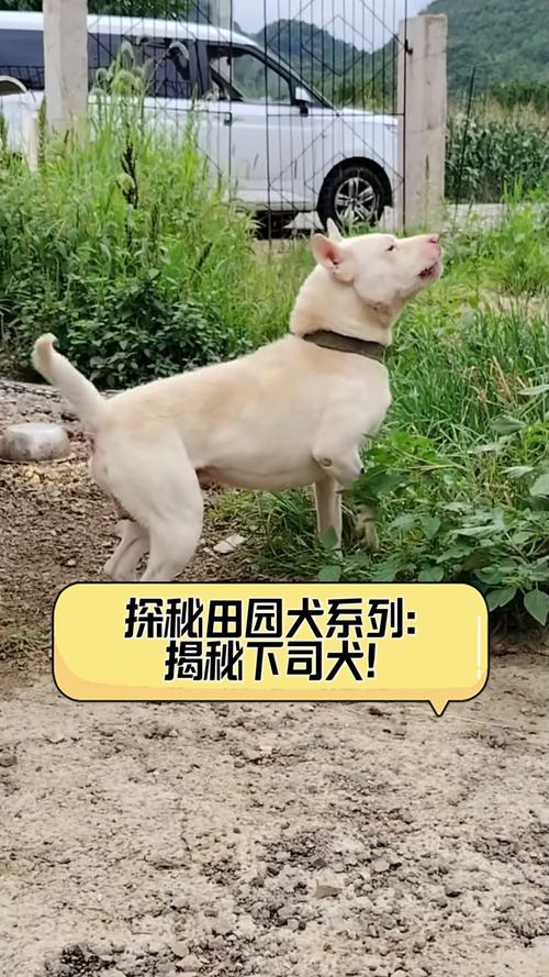 2025新澳门天天开奖记录图片及价格表和中国下司犬外网爆火与中国下司犬介绍