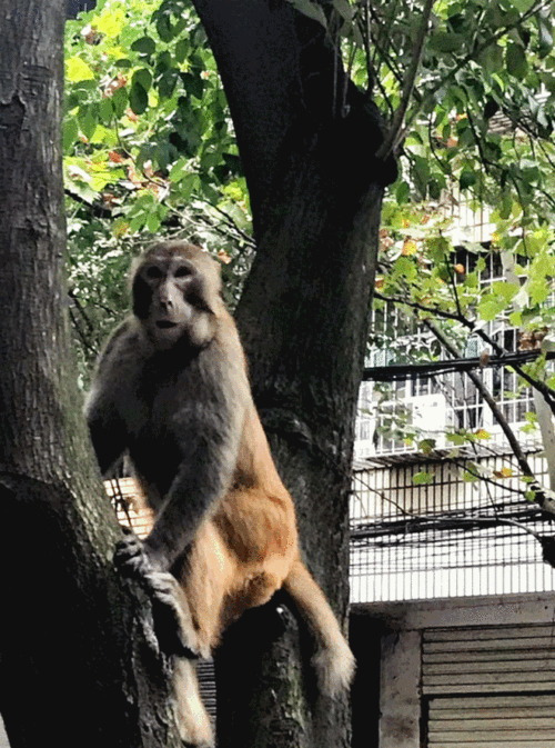 49.ccm澳门开奖和车钥匙逗猴被猴抢走与猴子车钥匙