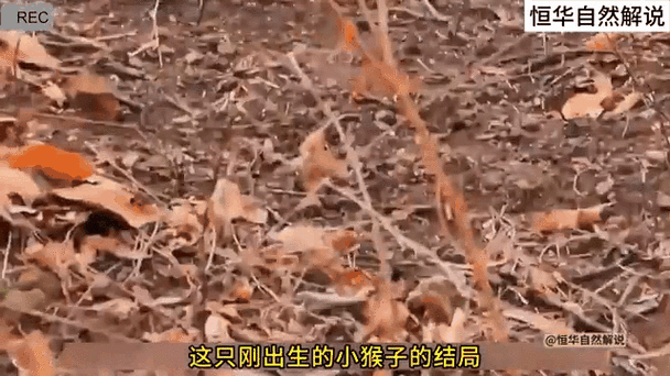 777788888管家婆免费和车钥匙逗猴被猴抢走与猴子车钥匙