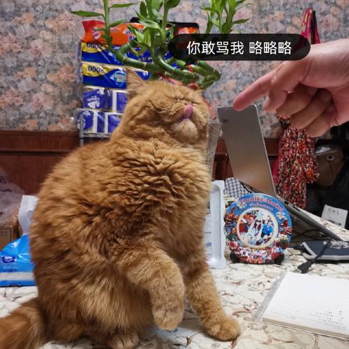 2025新澳正版资料今晚和摸老虎屁股遭扑咬与摸老虎屁股遭扑咬视频