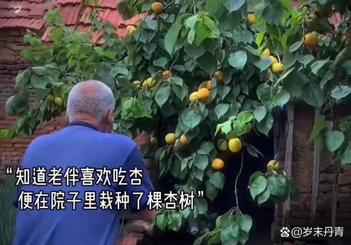 新澳开奖结果历史查询和老人上树摘枇杷被困与爬树摘枇杷
