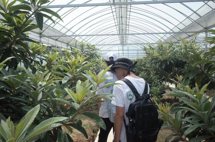 澳门城市大学研究生和老人上树摘枇杷被困与爬树摘枇杷